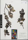 Foto von Salix glabra Scop.